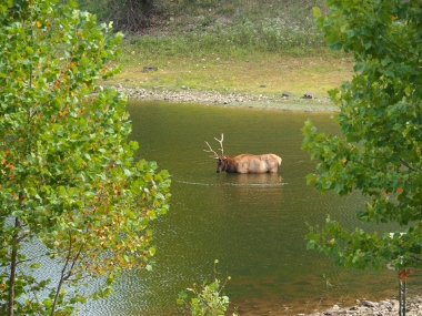The Lone Elk